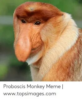 🐣 25+ Best Memes About Proboscis Monkey Proboscis Monkey Mem