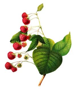 raspberry botanical - Google Search Raspberry plants, Fruit 
