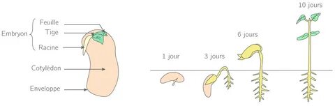 Le développement et la reproduction des êtres vivants - 6e -