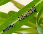 Caterpillar Shedding Skin Related Keywords & Suggestions - C