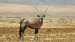 картинки : Млекопитающее, Позвоночный, Gemsbok, Oryx, Антило