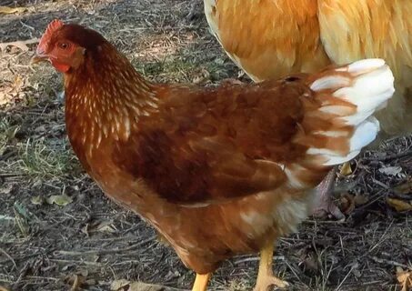 The Golden Comet chicken is considered the most prolific lay