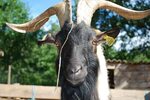HD wallpaper: head, goat, farm, horns, animal themes, one an