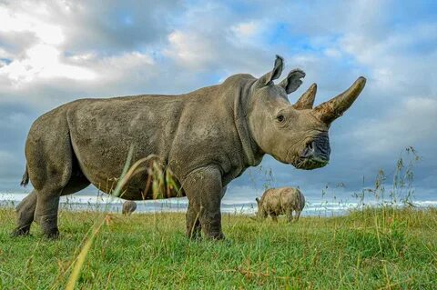 white rhino extinction Archives - NWR Extinction