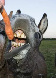 Amazing Teeth by Steve Parrott / 500px Pretty horses, Funny 