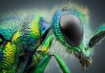 Interview with Master Insect Photographer John Hallmén