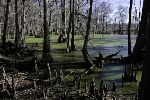 Encyclopedia Of Forlorn Places Great Dismal Swamp, North Car