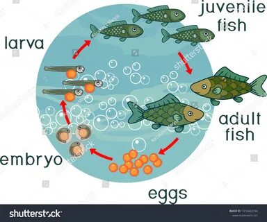 Life Cycle Fish Sequence Stages Development Stock Vector (Ro