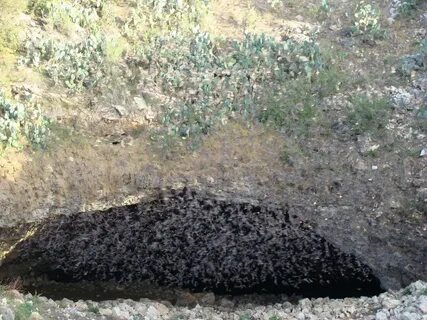 Bracken Bat Cave - Largest Aggregations of Bats - Charismati