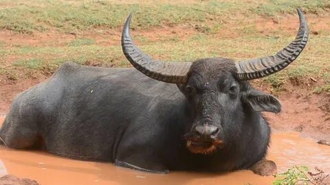 Water Buffalo HQ Background Wallpaper 75980 - Baltana