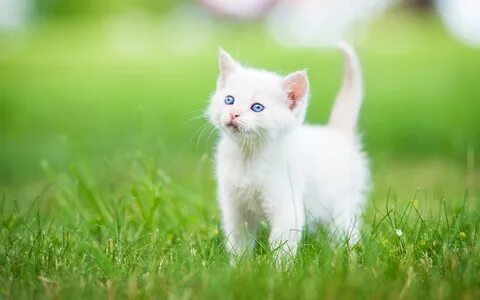 Обои белый котёнок, котёнок, малыш, голубые глаза, трава на 