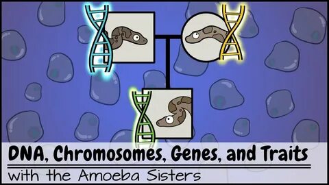 DNA, Chromosomes, Genes, and Traits: An Intro to Heredity - 