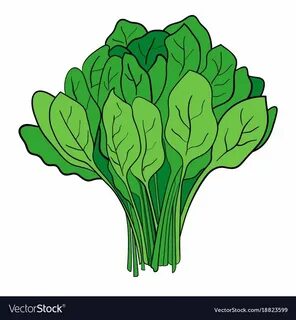 A bundle of spinach vector image on VectorStock Spinach, Vec