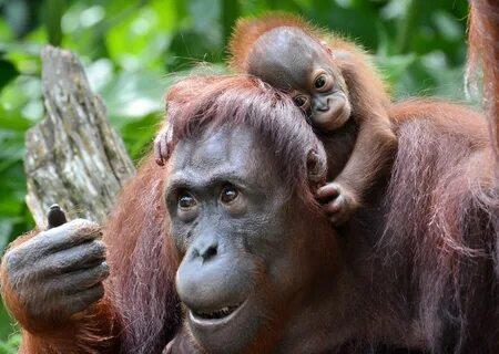 Awesome Animal Photos Of 2013 Bornean orangutan, Orangutan, 