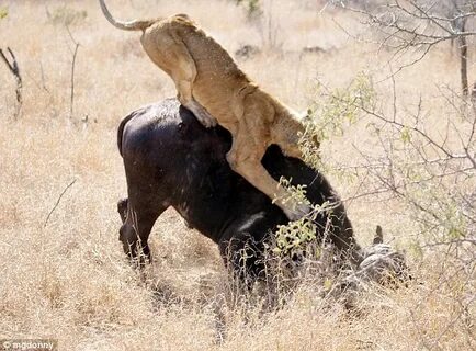Roadkill: Tourists left stunned as lioness attacks buffalo -