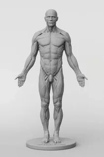 3dtotal Anatomy: male full ecorche figure Human anatomy art,