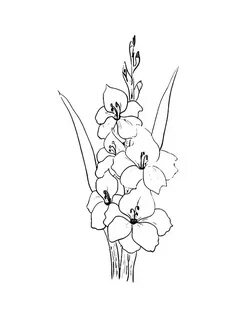 Раскраска цветок Гладиолус - распечатать в формате А4