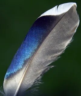 File:Mallard feather (3691786570).jpg - Wikimedia Commons