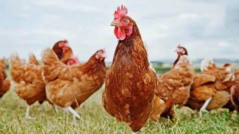 Nestlé utiliza huevos de gallinas libres de jaulas Nestlé