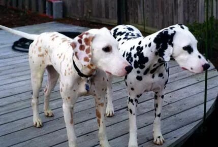 lemon and black and white dalmation Dalmatian dogs, Spotty d