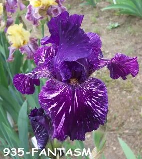 Exline Iris Garden - Broken colors