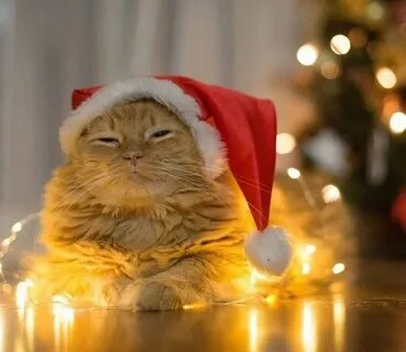 Pin by Cat Lover on Christmas Christmas animals, Christmas c