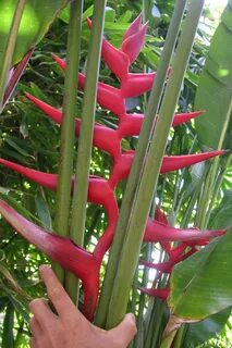 Heliconia bihai x Caribaea cv. Hot Rio Nights Bamboo Land Nu