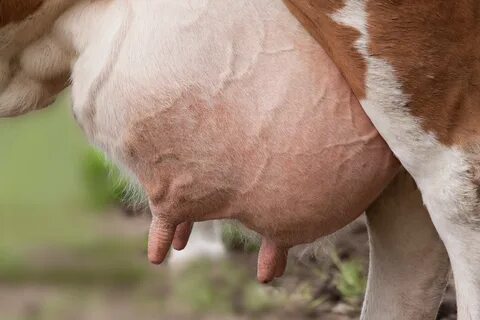 Cow Udder close up free image download