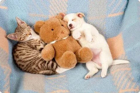 It's MY bear... Nope, mine!! (With images) Kittens and puppi