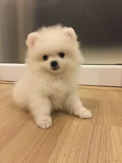 Pomeranian Dog Cute Animals Related Keywords & Suggestions -