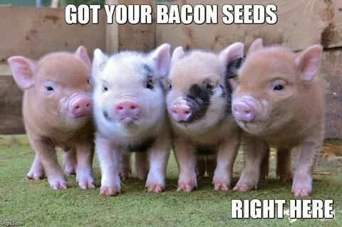 GOT YOUR BACON SEEDS RIGHT HERE made w/ Imgflip meme maker P