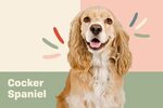Understand and buy cocker spaniel ring OFF-69