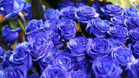 Фон синие розы (218 фото) " ФОНОВАЯ ГАЛЕРЕЯ КАТЕРИНЫ АСКВИТ