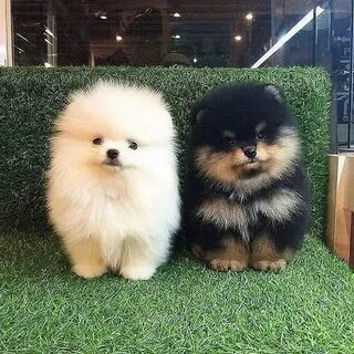 Sign in Cute animals, Cute baby animals, Cute pomeranian