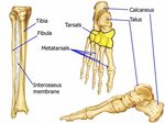 Ankle and Foot Joint Anatomy and Physiology of Human Movemen