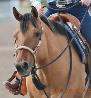 DSC_0051 Horses, Beautiful horses, Reining horses