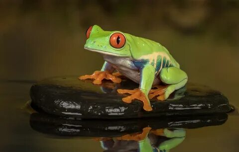 Photo wallpaper look, water, macro, pose, reflection, background, stone, fr...