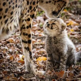 Pin by GSH on Love Cheetah cubs, Baby cheetahs, Wild cats