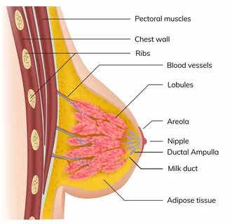 boob anatomy - hoquq.org.