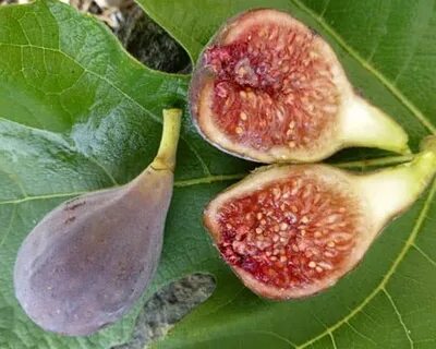 Celeste Fig Tree - Just Fruits and Exotics
