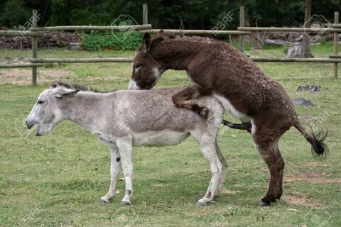 Domesticated Donkeys Mating On A Farm Yard Фотография, карти