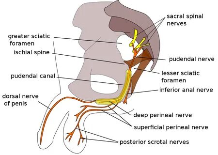 Файл:Pudendal nerve.svg - Википедия Переиздание