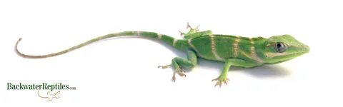 Best Pet Anole Lizards Backwater Reptiles Blog