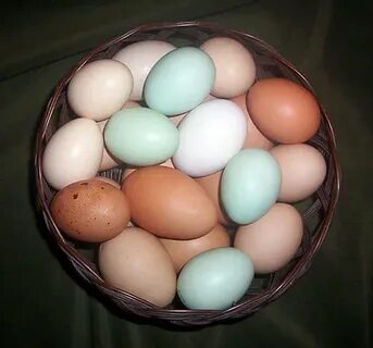 Coloured eggs - Poultry industry - Te Ara Encyclopedia of Ne