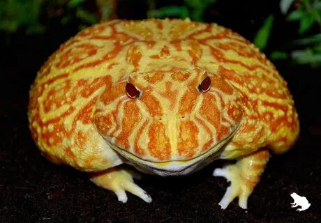Biggest Pacman Frog 10 Images - Argentine Horned Frog Facts 