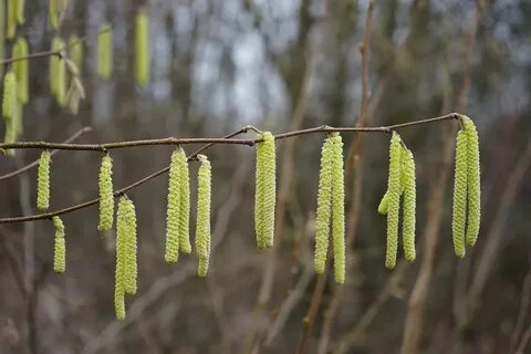 Common Hazel Inflorescences Male - Free photo on Pixabay