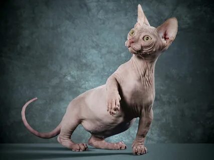 Pretty pictures: Hairless cat. - an exclusive wallpaper coll