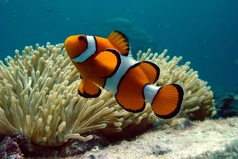 Top 10 Wonders of the Underwater World - Places To See In Yo