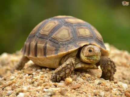 Tortoise and turtle shells, and potential problems Pets4Home