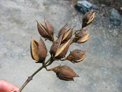 milky pods Tree identification, Seed pods, Tree seeds